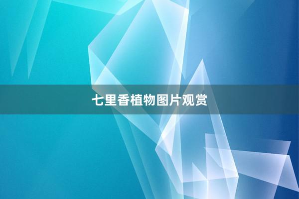 七里香植物图片观赏
